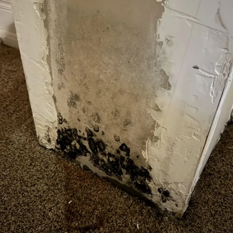 Professional Mold Removal in Dilworth, MN